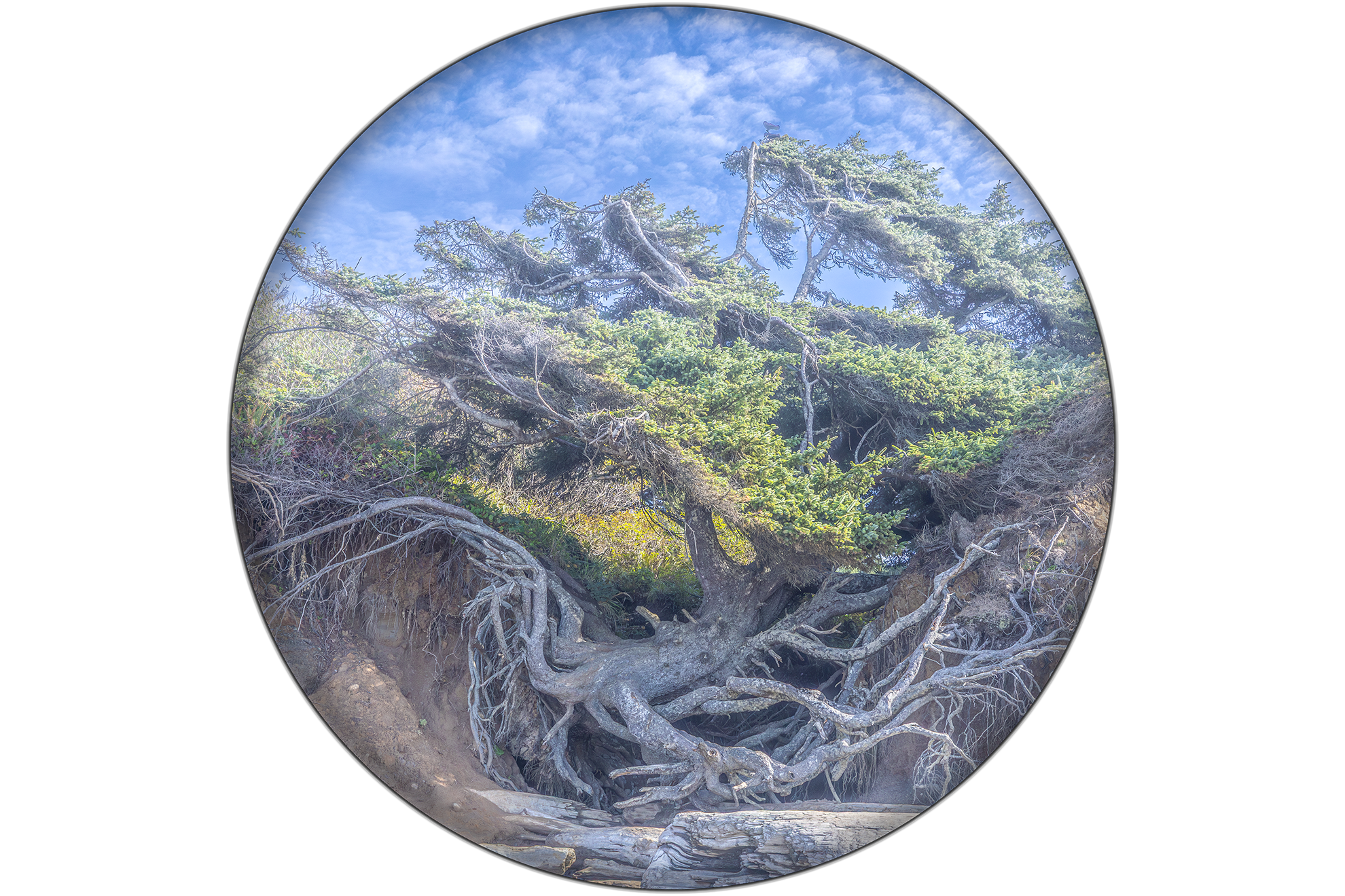 Sequim Photographer Local Home